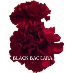 Black Baccara